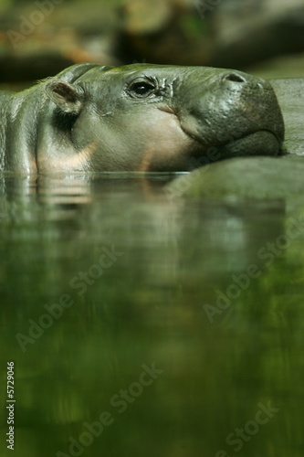 Pygmy Hippopotamus © Kitch Bain