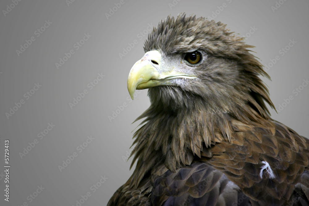 White Tailed Sea Eagle White Tailed Sea Eagle