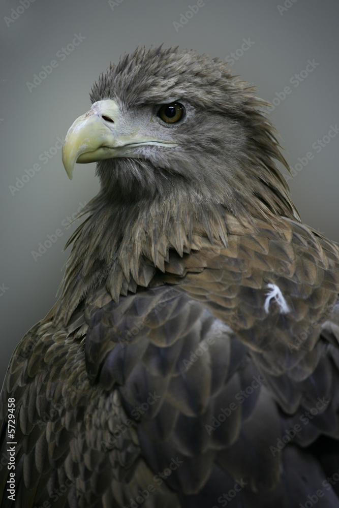 White Tailed Sea Eagle White Tailed Sea Eagle