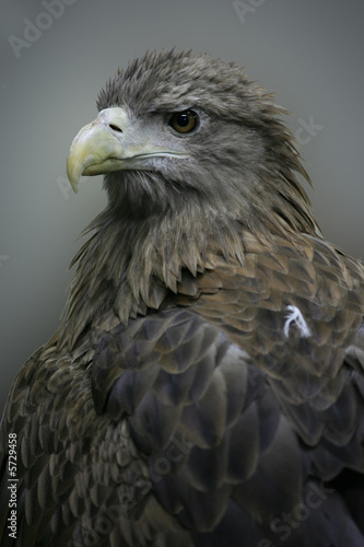 White Tailed Sea Eagle