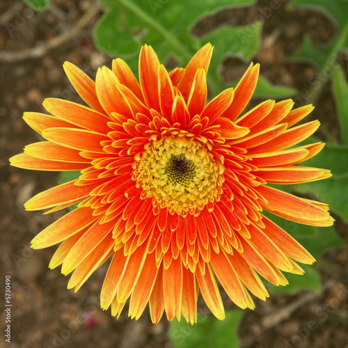 gerbera © Unclesam