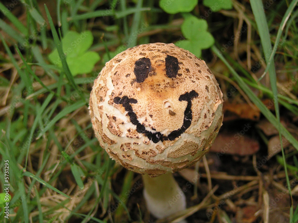 mushroom with a happy smiley face drawn onto it mushroom with a happy smiley face drawn onto it