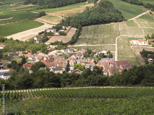 Vineyards in the loire valley france.