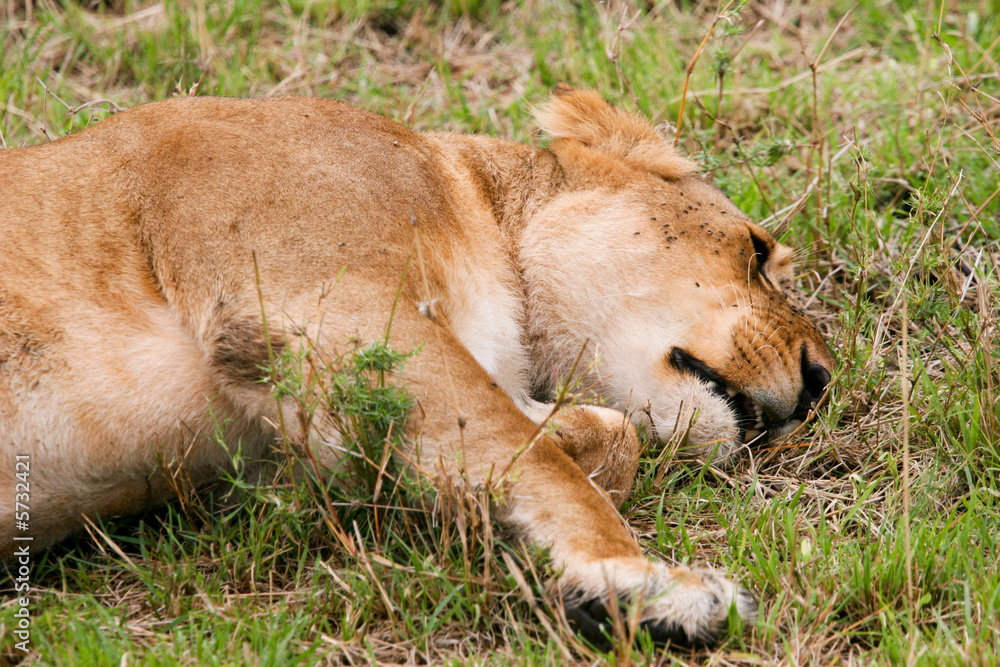 lion resting
