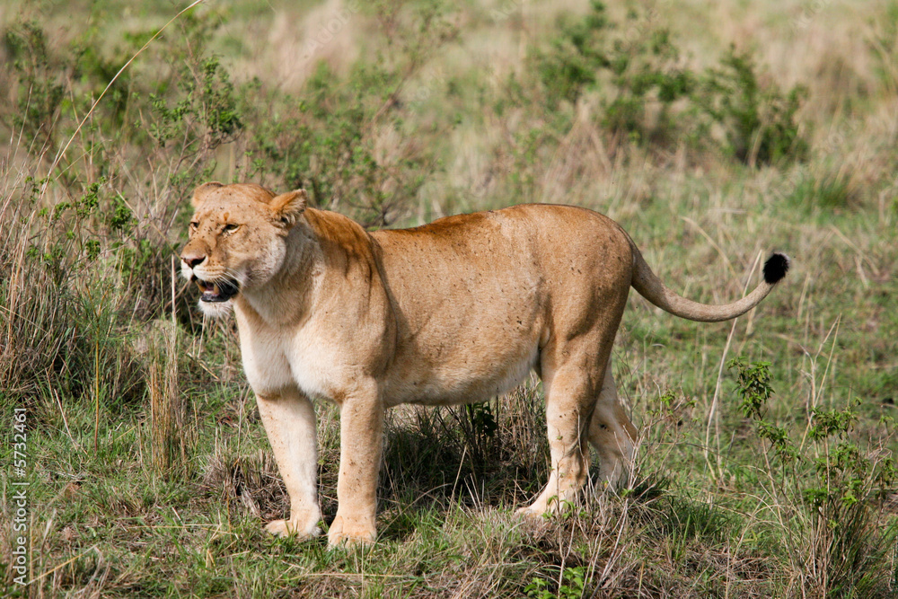 Fototapeta premium lion watching 