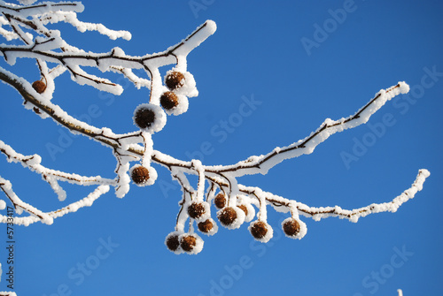 Close up part of tree with snow and fruit with blue sky 