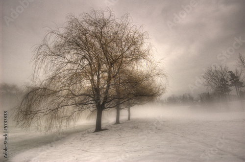 Trois arbres tristes !