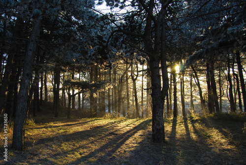 Forest with back light shining through 