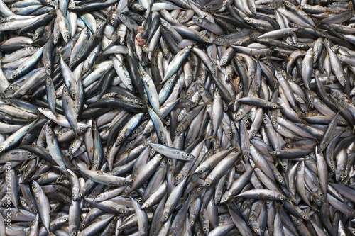 Maroc, Agadir, port : arrivée du poisson