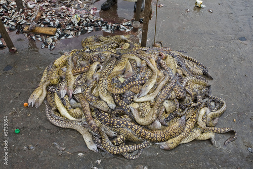 Maroc, Agadir, port : murènes