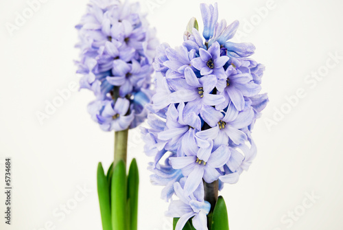 Two purple hyacinths