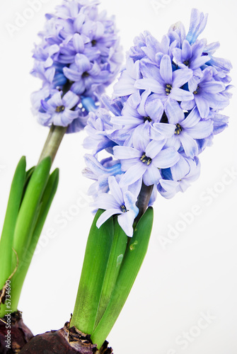 Two purple hyacinths diagonal