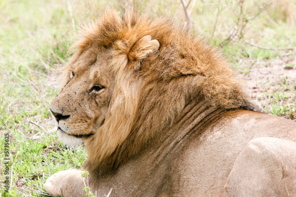 Naklejka premium lion sleeping in the wild