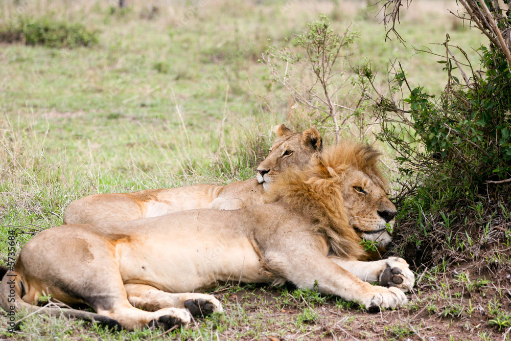 Naklejka premium lions resting in the bush