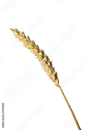A blade of wheat isolated on white background