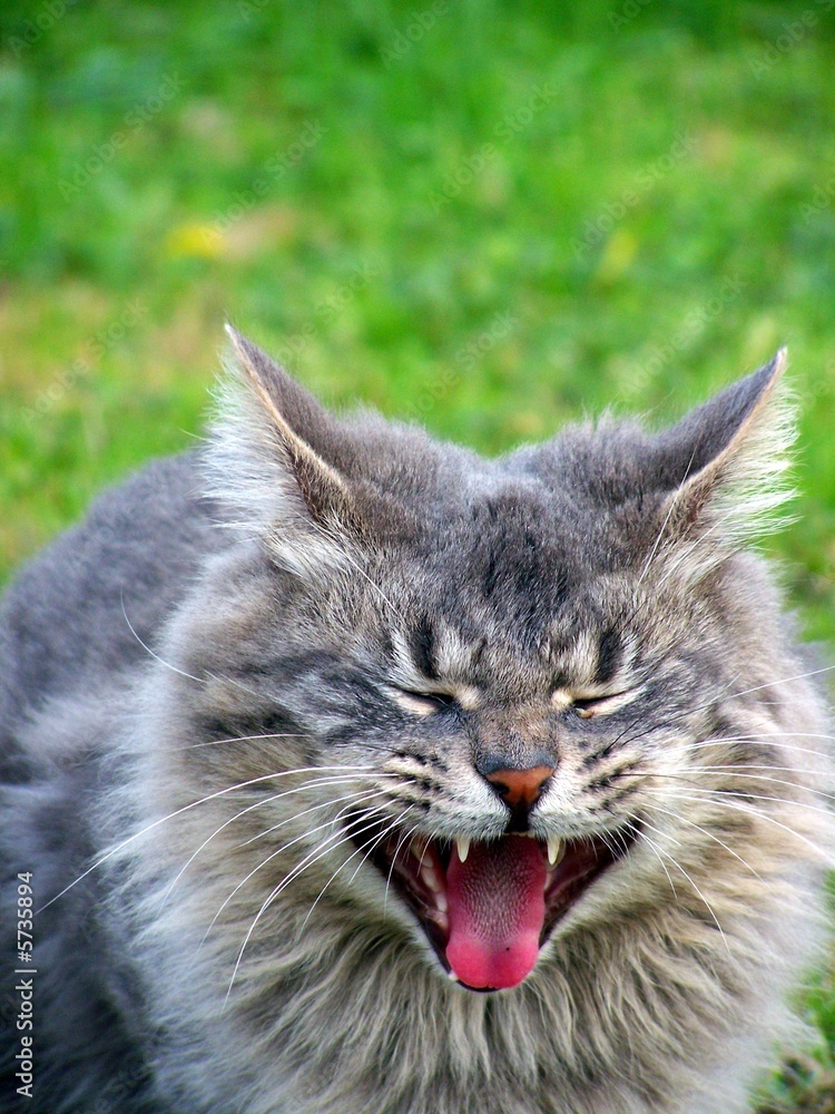 Fototapeta premium big yawn