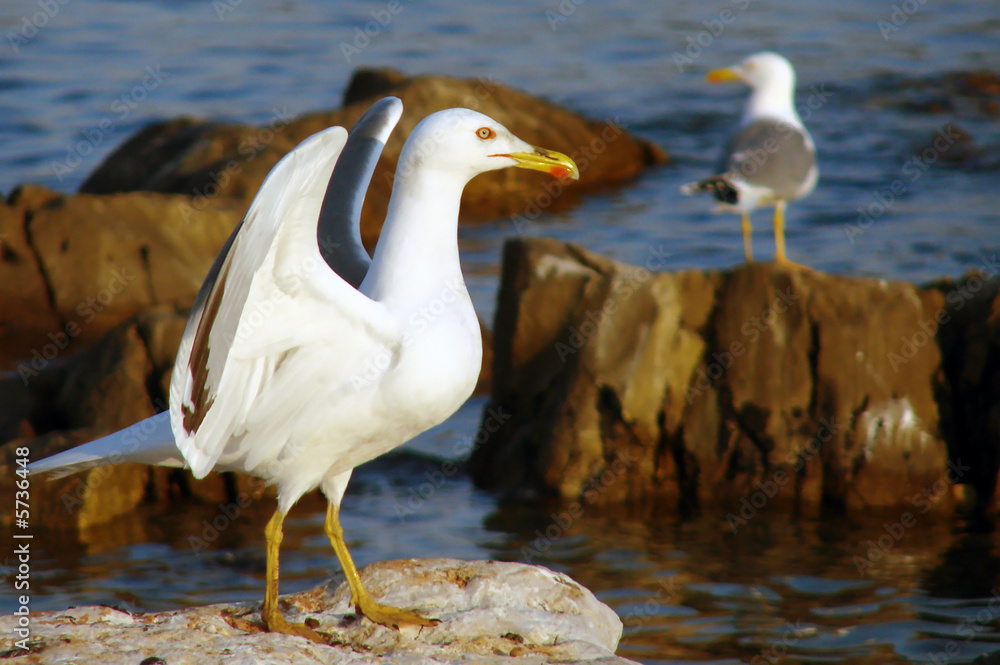 Fototapeta premium Gabbiano pronto a decollo
