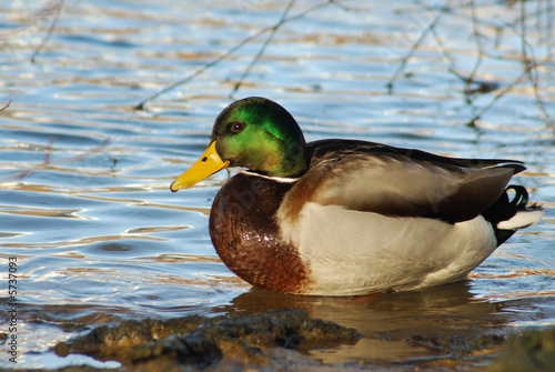 canard colvert photo