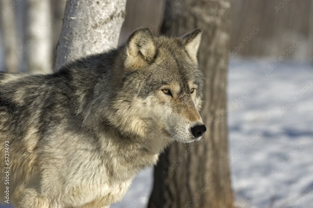Gray wolf portrait. Telephoto shot taken in Northern MInnesota Gray wolf portrait. Telephoto shot taken in Northern MInnesota
