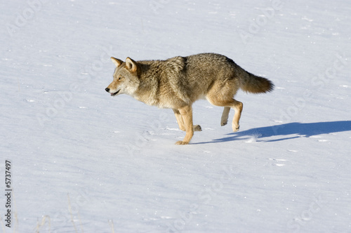 Coyote running across a snow covered field. 