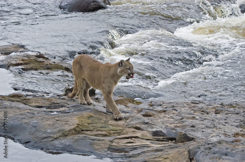 Photos Cougar in Northern Minnesota river. Telephoto lens