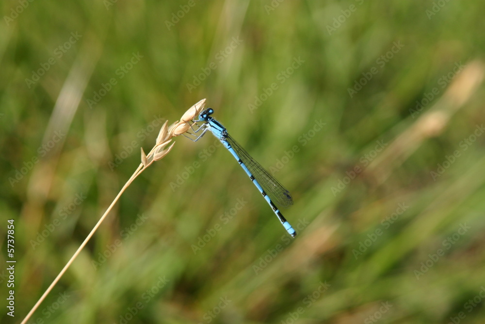 Turquoise Dragonfly on Grass in Field Turquoise Dragonfly on Grass in Field