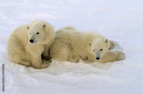 polar bear cubs of the year on the tundra in the Canadian Arctic