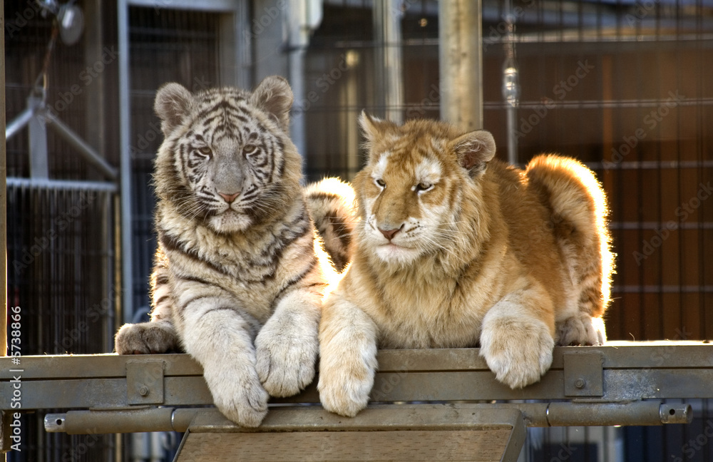 Naklejka premium Royal White Tiger Cub and Golden Bengal Tiger Cub. 