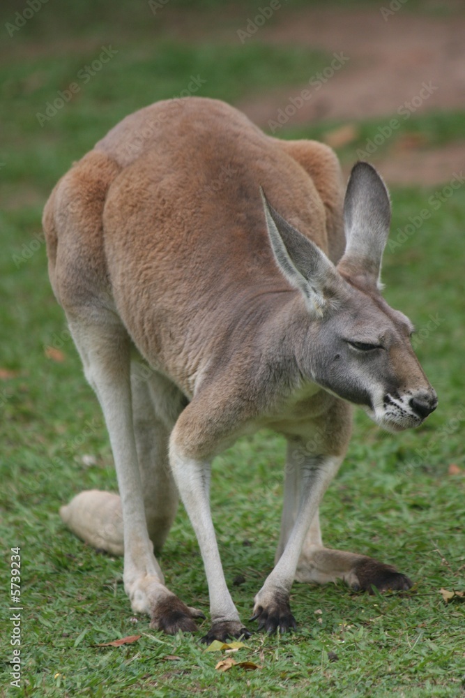 red Kangaroo