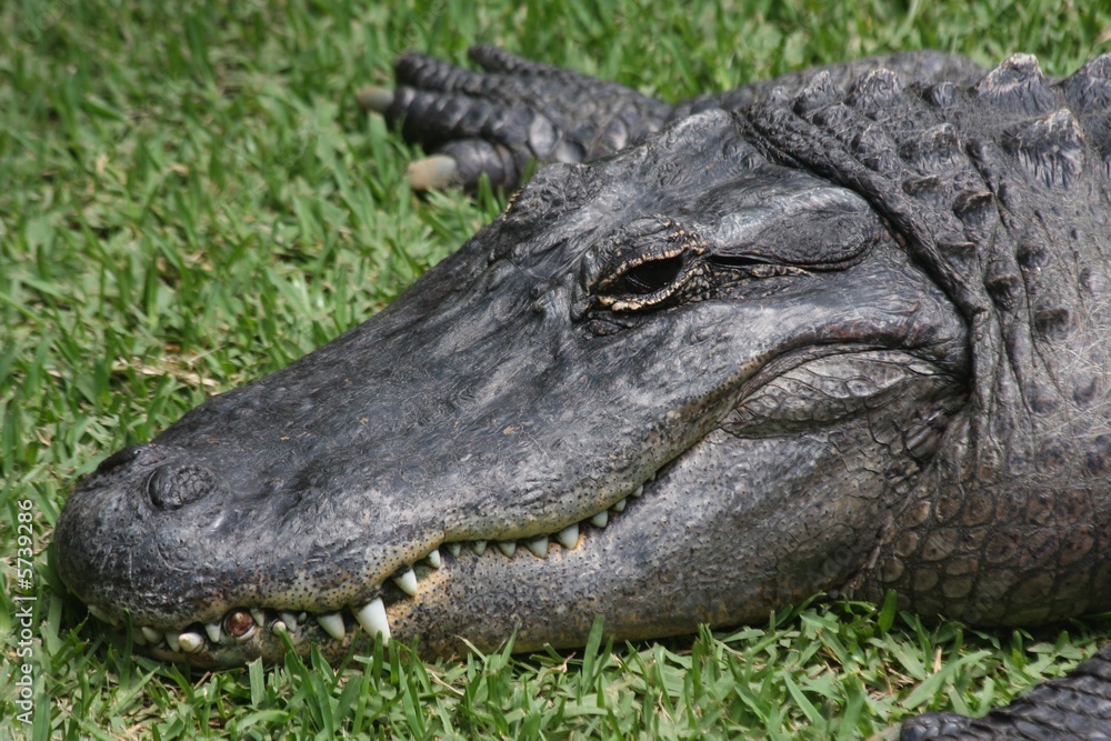 Obraz premium Uśmiech aligatora