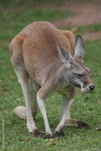 red Kangaroo