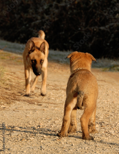 young puppy belgian shepherd waiting his mother