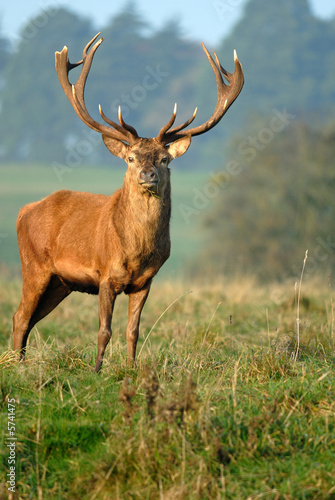 Red Deer