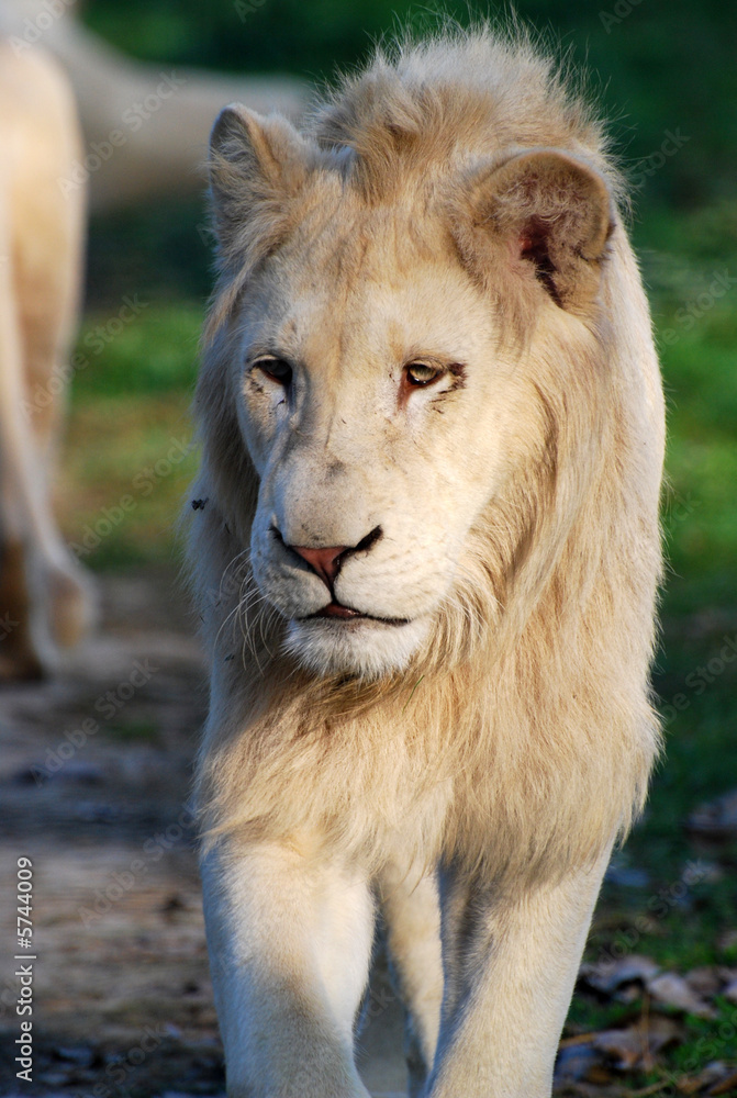 le roi le roi