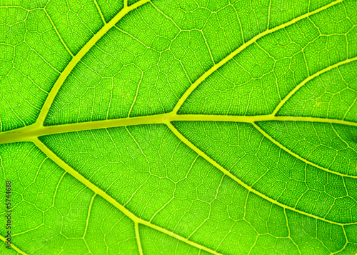Leaf of a plant on light with a deciduous ornament 