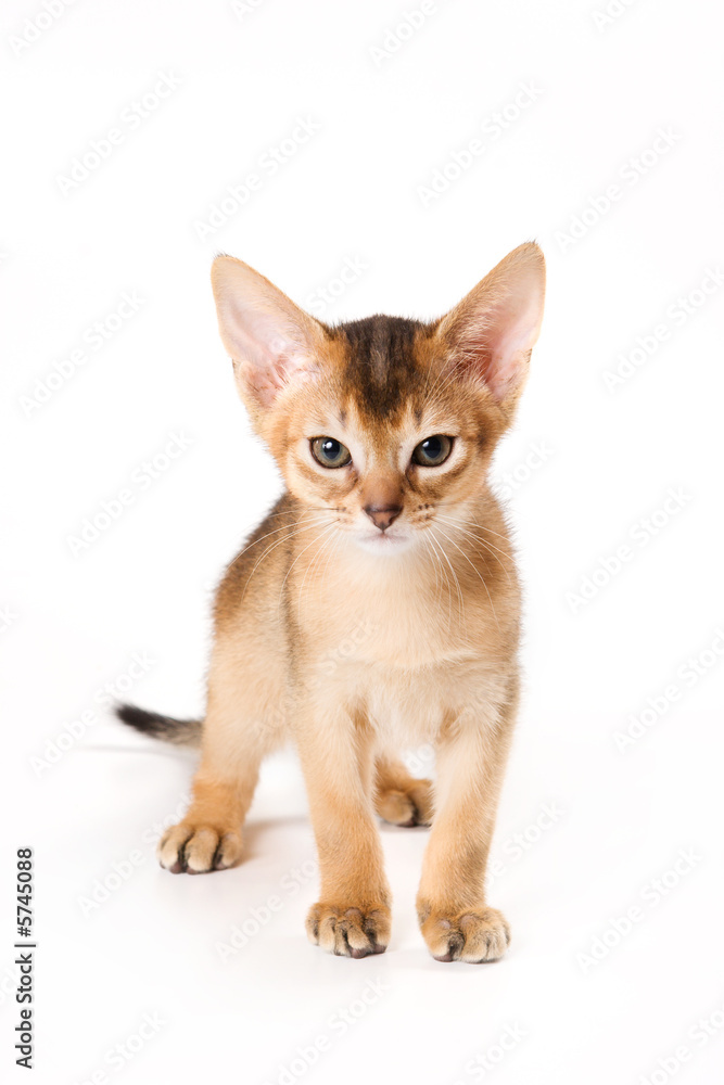 Abyssinian kitten on white background
