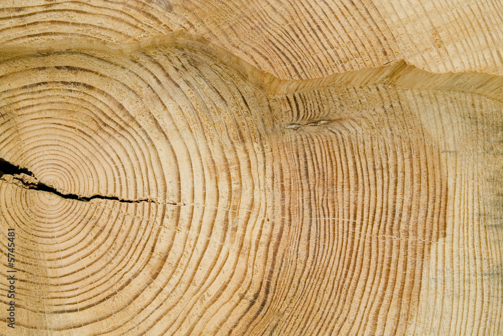 Naklejka premium Structure of a tree.