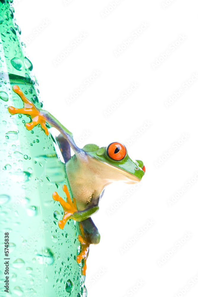 Obraz premium tree frog on water bottle - a red-eyed tree frog