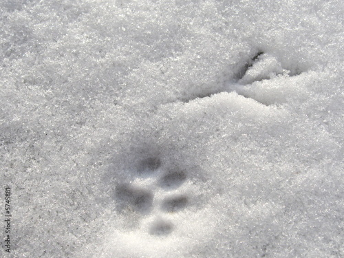 Print in the snow