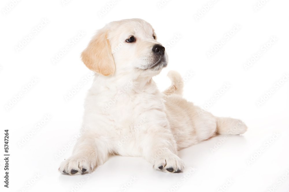 Golden retriever puppy on white background Golden retriever puppy on white background