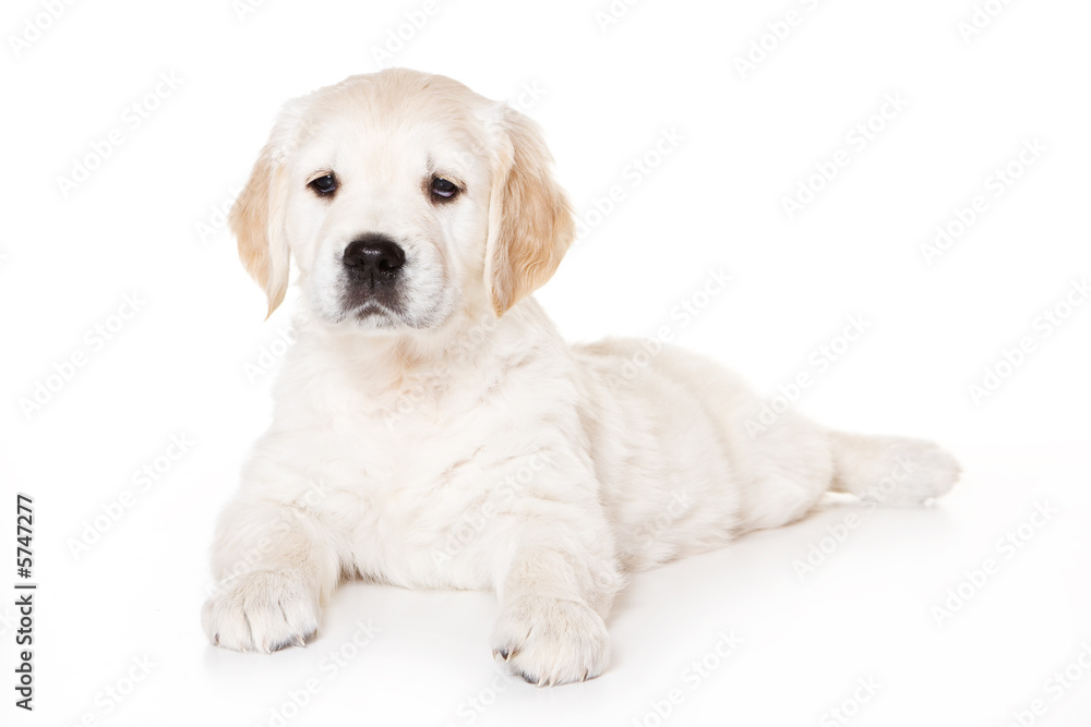 Golden retriever puppy on white background Golden retriever puppy on white background