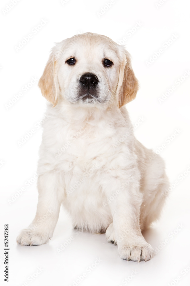 Golden retriever puppy on white background Golden retriever puppy on white background