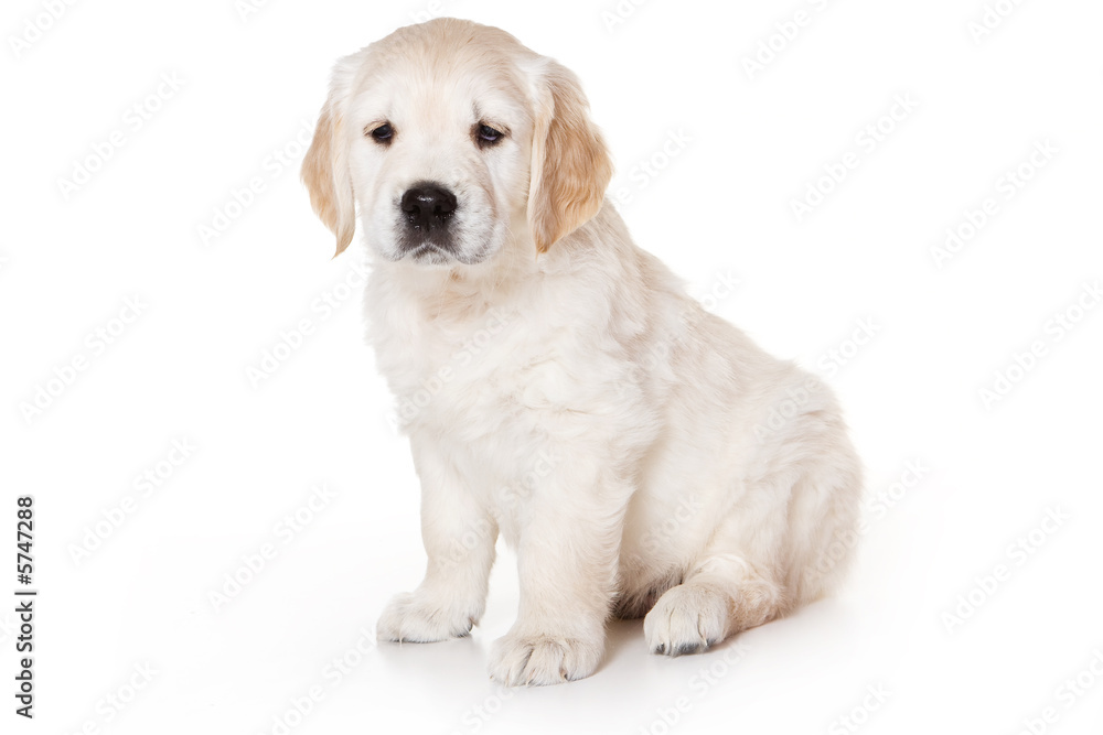 Golden retriever puppy on white background Golden retriever puppy on white background