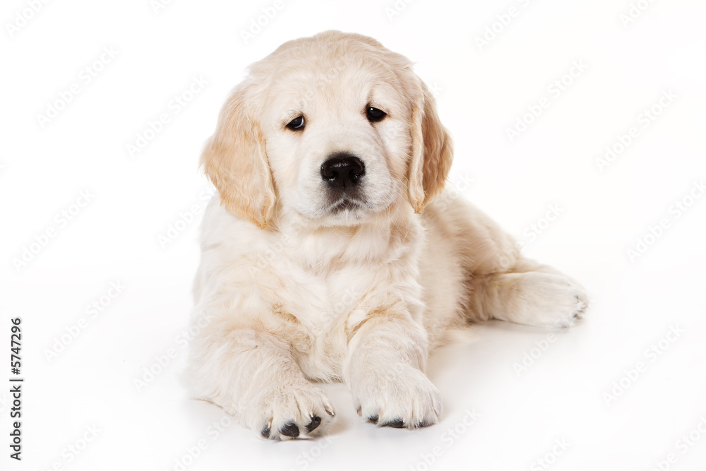 Golden retriever puppy on white background