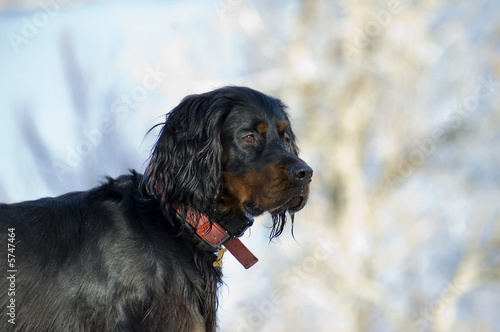 Quadro su tela Setter gordon