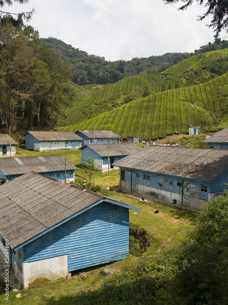 Workers shacks Cameron Highlands Malaysia Workers shacks Cameron Highlands Malaysia