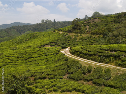Tea plantation in the Cameron Highlands Malaysia