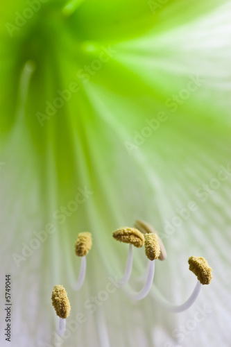 green heart