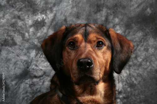 Hund photo