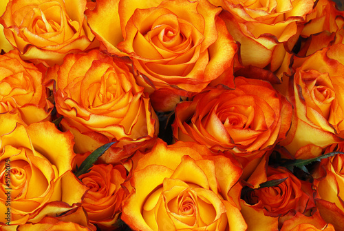 Orange roses with leaves background 